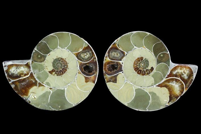 Cut & Polished Ammonite (Anapuzosia?) Pair - Madagascar #88025